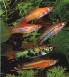 Sværddrager mix (Xiphophorus helleri)